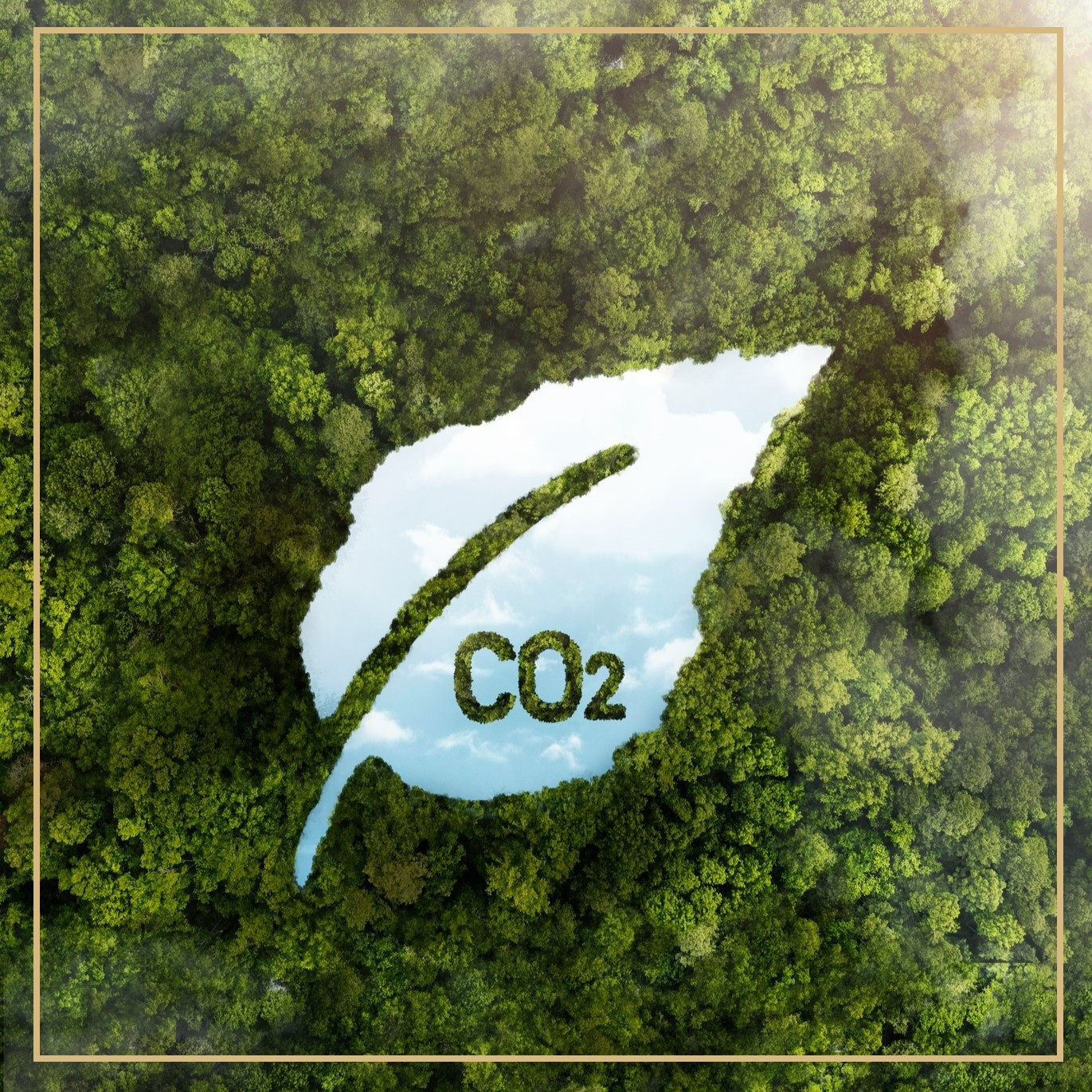View of green forest trees with co2 | freepik.com